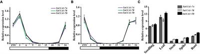 The Central Circadian Clock Protein TaCCA1 Regulates Seedling Growth and Spike Development in Wheat (Triticum aestivum L.)